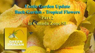 Exotic Garden Update Part 2 Tropical Flowers Zone 5B Ontario Canada