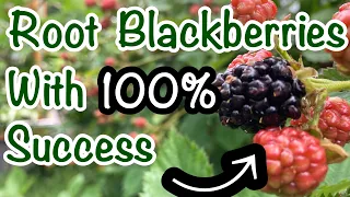 Propagate Thornless Blackberries with 100% success // Rooting Triple Crown Blackberries