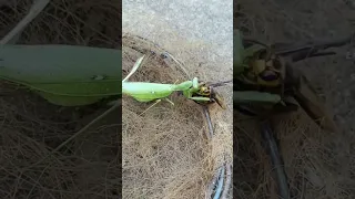 Mantis vs Hornet Fighting