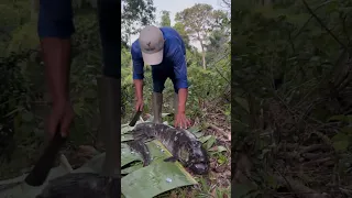 Almost bitten by monster Aimara Wolffish in the Amazon jungle of Guyana #shorts #rivermonsters