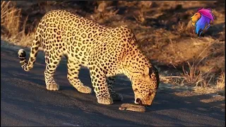 Leopard Eats Deadly Puff-adder Snake Alive! | Wildlife in Africa.