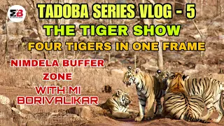 TADOBA | NIMDELA BUFFER | TIGER WITH HER CUBS