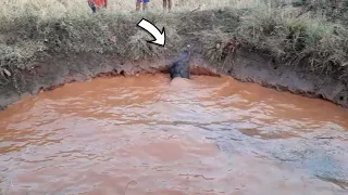Saving the life of a lone baby Elephant trapped helplessly in a well and reuniting with its herd