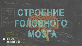 Строение головного мозга