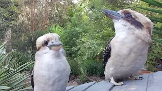 Kookaburra Family visit Paul