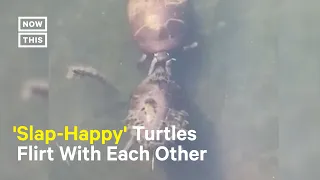 Turtles Go Viral for 'Slapping' Each Other