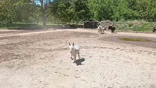 Gringo the Miniature Donkey checks out the tractor