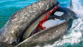 15 Sea Animals That Hate Each Other