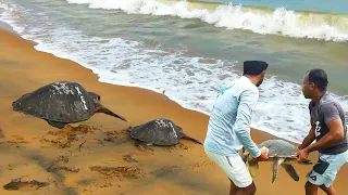 Treating an injured turtle and returning it to the sea | Jungle animals | Amazing animal rescue