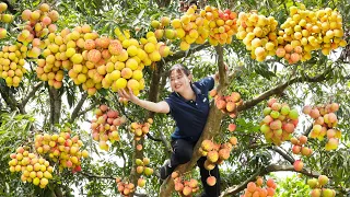 Harvesting U Hong Litchi Fruit Goes to the market sell,Cooking,Take care of animals