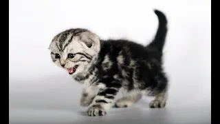 Веселые котята для настроения Шотландские кошки и котята (Скоттиш фолд), дорогие редкие окрасы