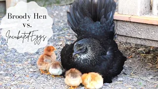 Broody Hen vs. Incubated Eggs || Part 1 || Will a Hen Adopt Incubated chicks?