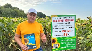 Насіння соняшнику 🌻НСХ 8002 🌻 Під Гранстар: фаза ефективного дозрівання