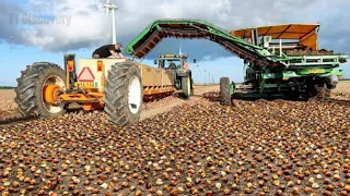 How Tulip Bulbs Are Produced and Harvested - Tulips Cultivation Technique in Green House