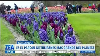 Así luce Keukenhof, parque de tulipanes más grande del mundo | Noticias con Francisco Zea