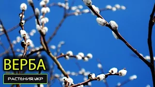 Ива плакучая или Верба (Salix alba)