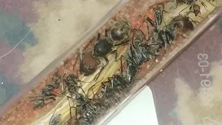 Компанотус Сингулярис / Camponotus singularis