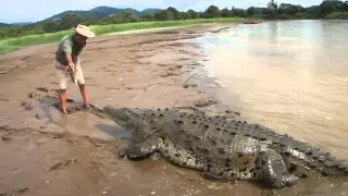 Crocodile attacks man