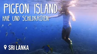 Haie & Schildkröten bei Pigeon Island • #SriLanka • Vlog 231