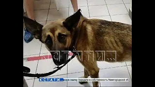 Собачье дело — нижегородка отдала питомца на лечение, а назад забирает с боем