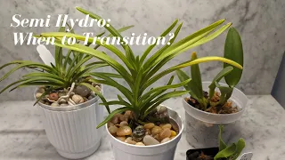 Transitioning Orchids into Semi Hydro - Species? Stressed Orchids? Seedlings? | Best Candidates?