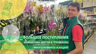 Большое поступление комнатных растений в Гривнилль! Много новинок и акций!