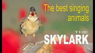 Best Singing Animals: The Skylark