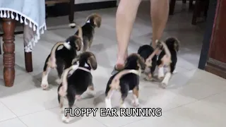 Beagle Puppies following their human!