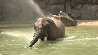 Elefanten genießen Badebecken | Tiergarten Schönbrunn