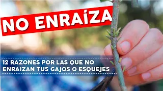 ENRAIZA RÁPIDO! 12 Razones por las que NO ENRAIZAN tus ESQUEJES o GAJOS