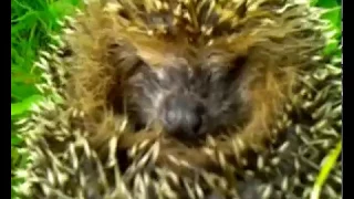 Ёжик просыпается. The hedgehog wakes up