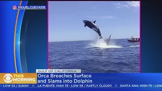 Mid-Air Collision! Breaching Orca Slams Into Jumping Dolphin