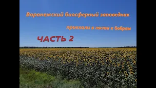 Воронежский биосферный заповедник, в гости к бобрам (12.07.2020, часть2)