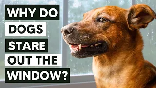 The Hidden Meanings Behind 8 Odd Dog Behaviors