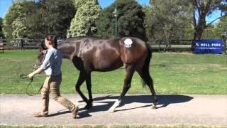 2016 Inglis Premier All Too Hard x Makybe Diva Filly To Be Trained By Tony McEvoy