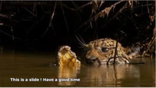 jaguar vs caiman