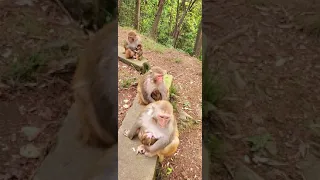 monkey fight to get ballon from little boys, monkey hit little boy cry, funny video monkey 5