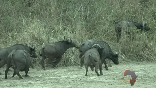 Ultimate Tanzania Safaris Buffalo Hunting in Tanzania 3