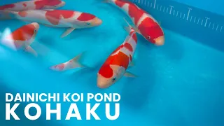 Jumbo Tosai Kohaku Selection | Dainichi Koi Farm