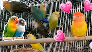 Peachface Lovebirds Starting Their Breeding Season