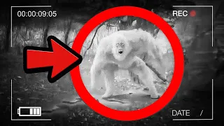 Top 10 Mysterious Cryptids Caught on camera