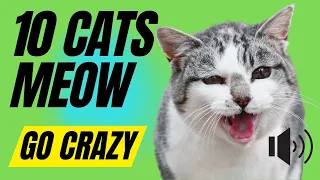 10 CATS MEOWING Loudly Sounds - Make your Cat or Dog Go Crazy