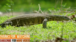 African Wildlife Documentary Film ,Wild animals top beautiful and amazing pets animals