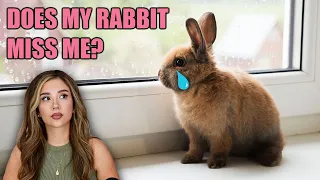 Do Rabbits Miss Their Owners?