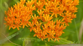 Macro shot of ants walking among bright orange flowers on green background