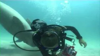 Crazy Dugong gets amorous with a diver