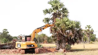 Uprooting Palm Tree Processing with CATERPILLAR 312B Excavator By Professional Driver to Build  Road