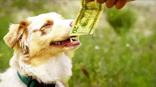 Собака «работает» за 2000 долларов в день, чтобы спасти своего владельца.