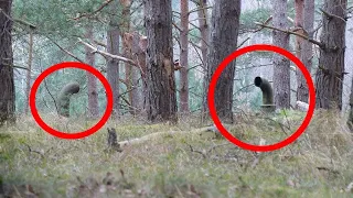 5 Erschreckende Dinge die im Wald gefunden wurden!