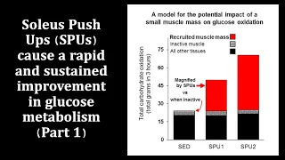 Soleus Push Ups (SPUs) cause a rapid and sustained improvement in glucose metabolism (Part I)